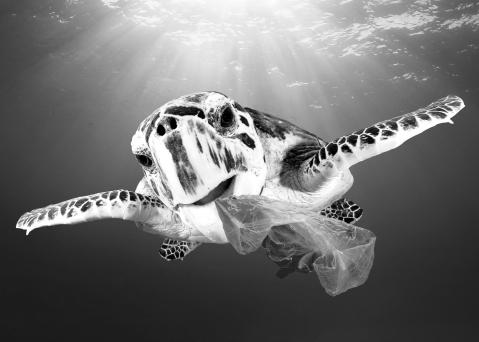 Turtle with Plastic