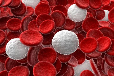 Acoustic separation of white and red blood cells is one of the benefits of Draper’s new bioprocessing platform for cell therapies