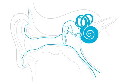 The inner ear contains the sensory organs for hearing and balance. The cochlea is the hearing part of the inner ear, pictured here as a dark blue spiral.