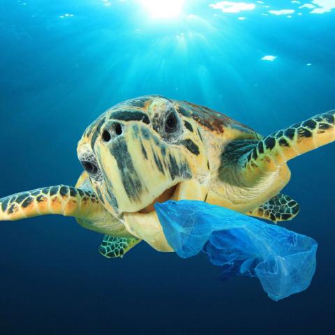 Draper is addressing the rising tide of plastic in the world’s oceans in a program funded in part by the Wallace Research Foundation. (Credit: Shutterstock.)